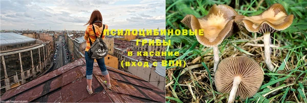 PSILOCYBIN Нязепетровск